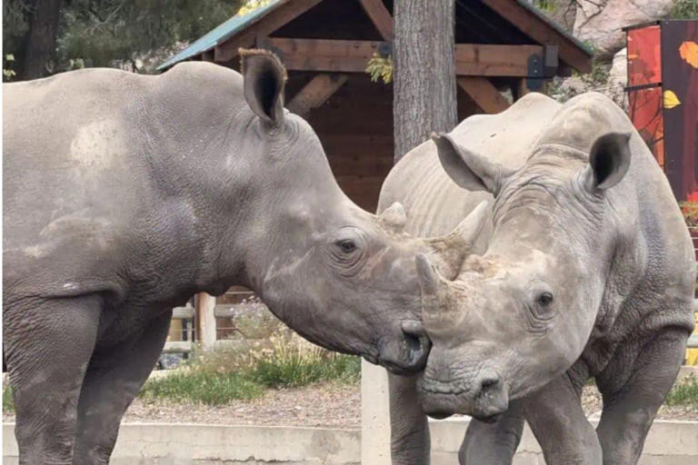 Watch: SA white rhinos emigrate to Denver in conservation move