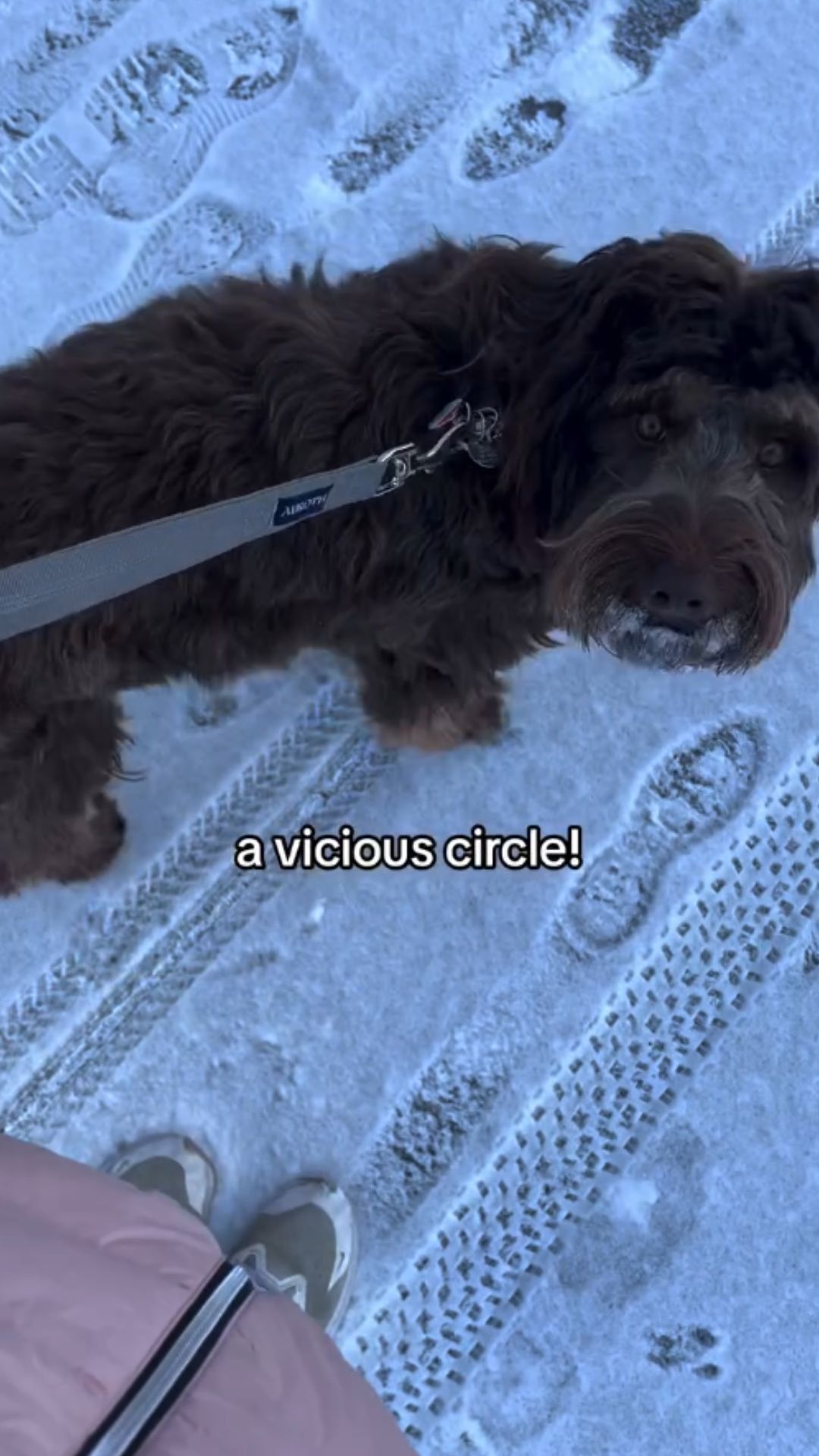 Why even well behaved dogs struggle with leash pulling