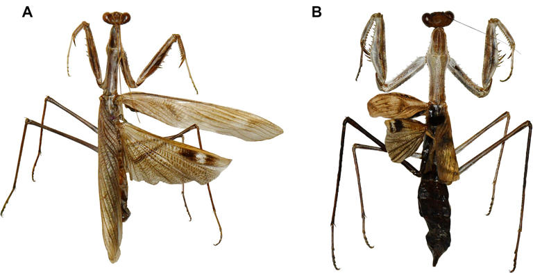 New praying mantis species discovered hiding in plain sight