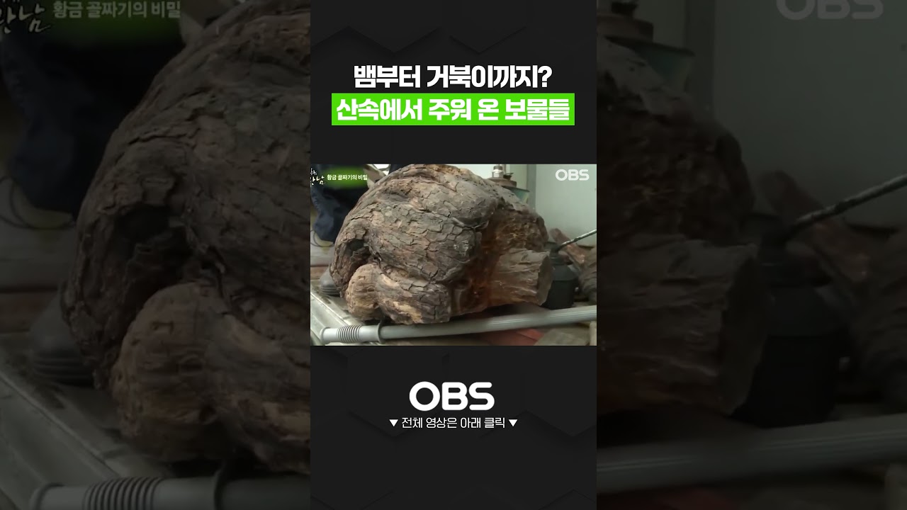 뱀부터 거북이까지? 산속에서 주워 온 보물들 #나무 #보물 #쇼츠 #로드다큐만남 #다큐 #시골 #농사 #노인 #부부 #마음 ...