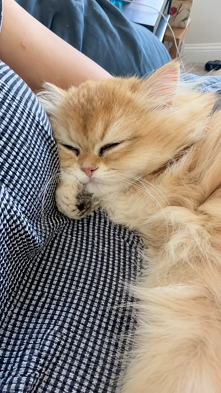 Bringing home my new kitten