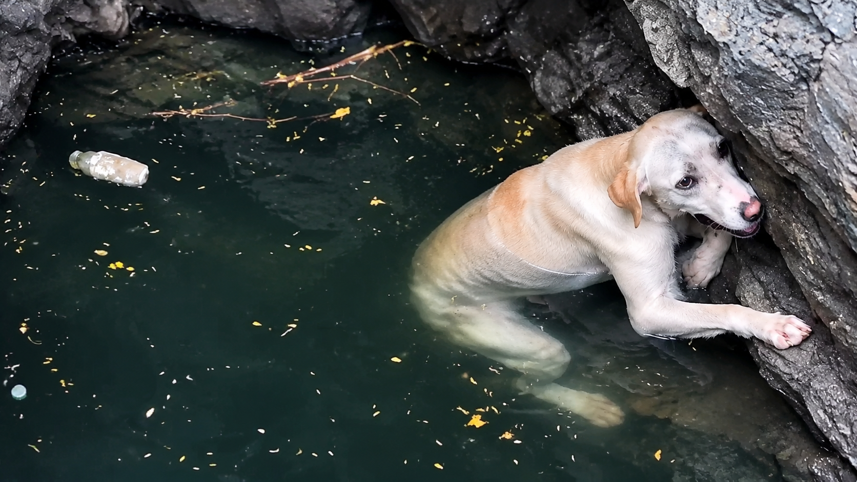Innocent dog lost precious time while chained, rescue revealed a ...