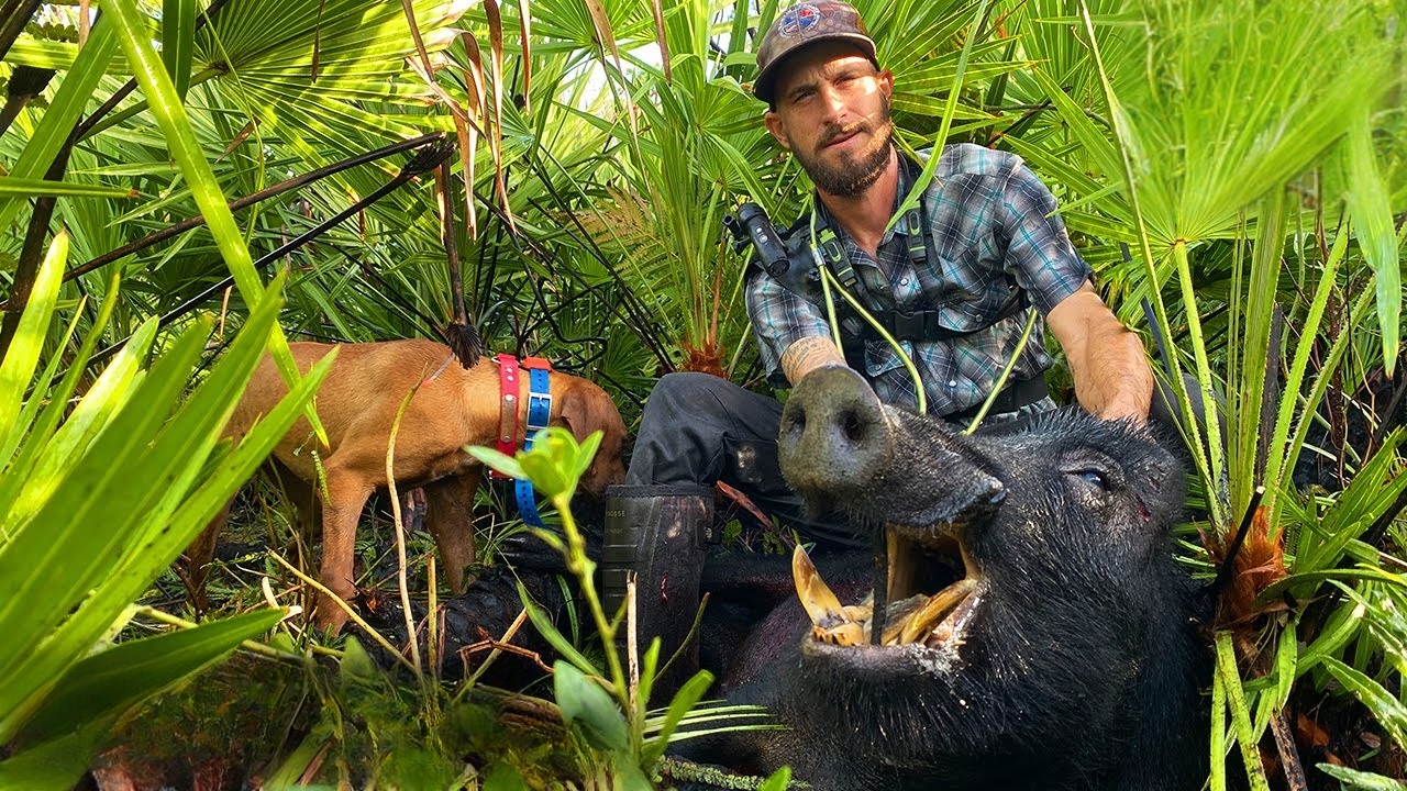 The truth about using trained hunting dogs to catch invasive wild hogs