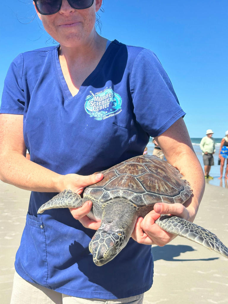 6 green sea turtles swim to freedom after months of rehab in Ponce Inlet