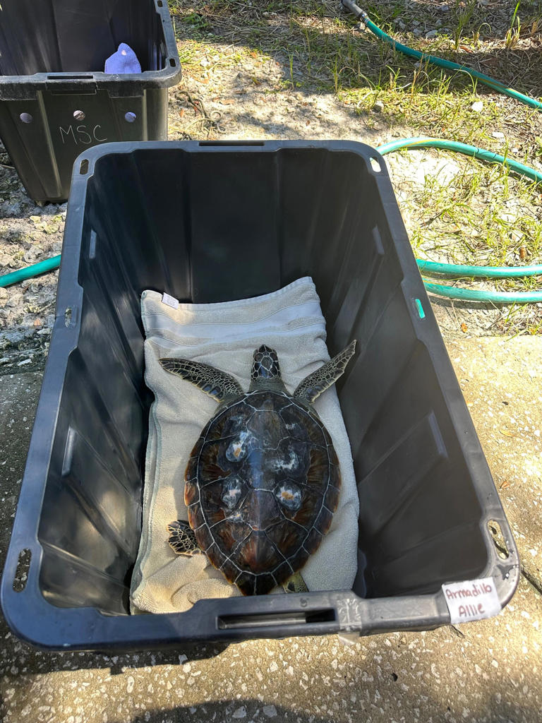 6 green sea turtles swim to freedom after months of rehab in Ponce Inlet