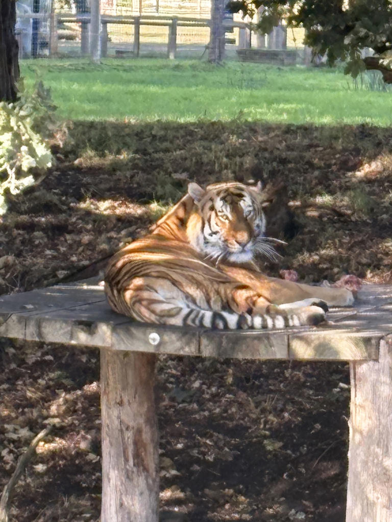 Medical records of tiger victim inappropriately accessed, ambulance ...