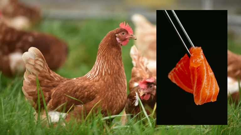 'Unnatural': Your salmon may have been fed chicken - blame the surge in ...