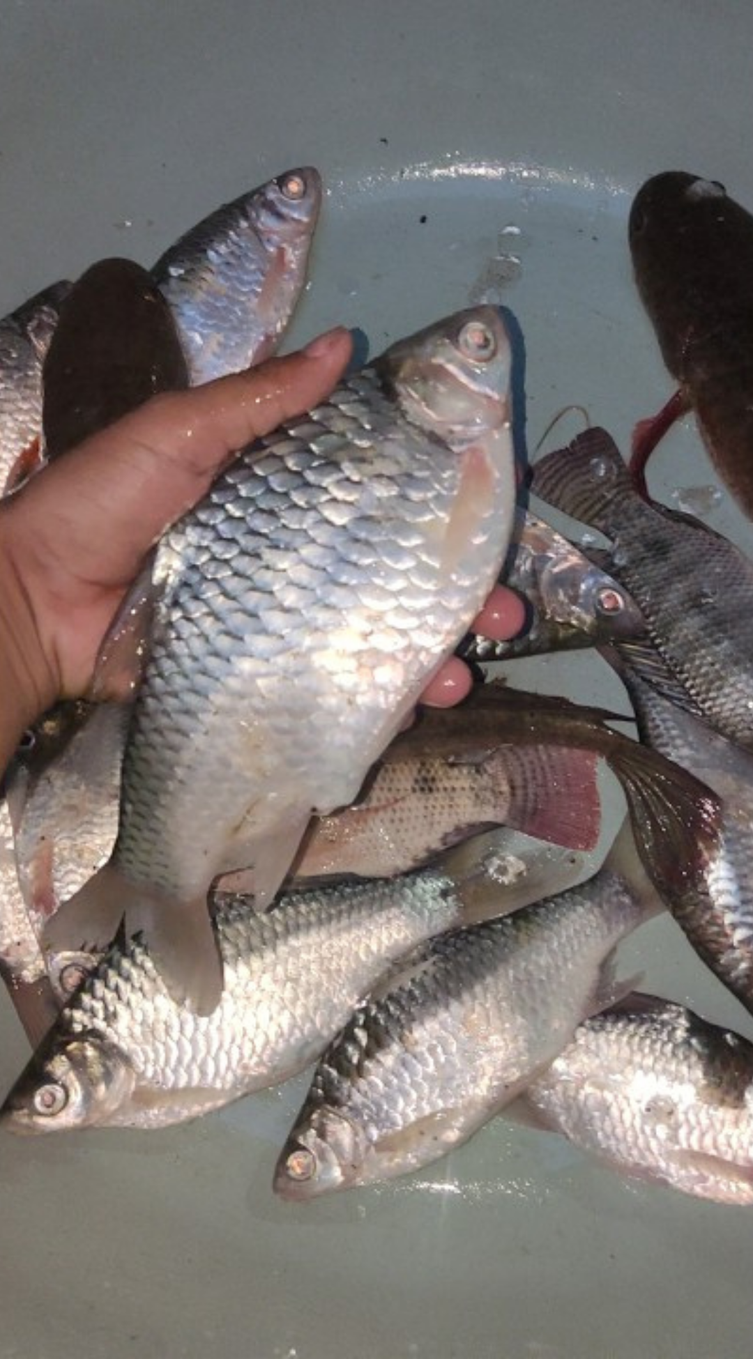 Catching plenty of fish in the river for cooking