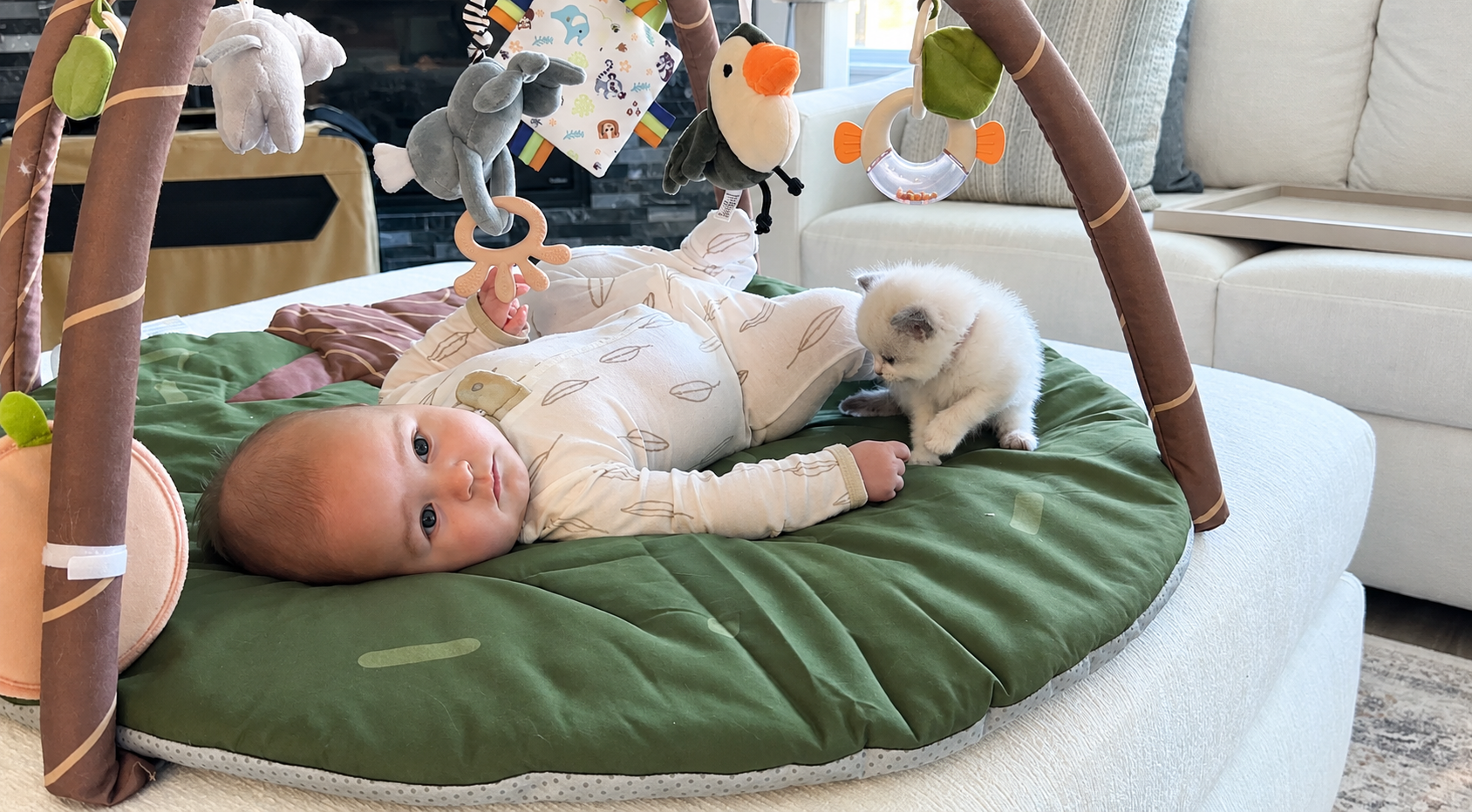 Kitten keeps running back to the same unlikely friend