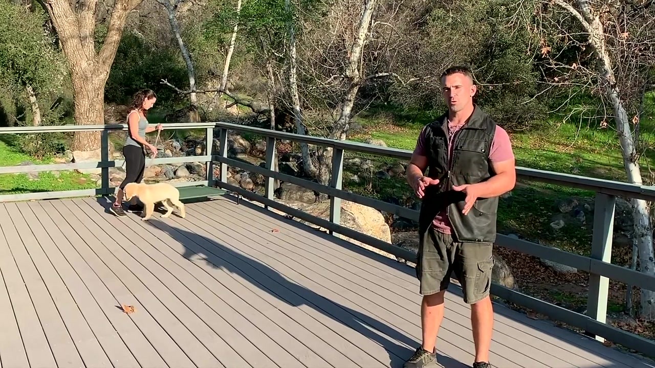 Teach a dog to follow sit, down and stand commands from a distance
