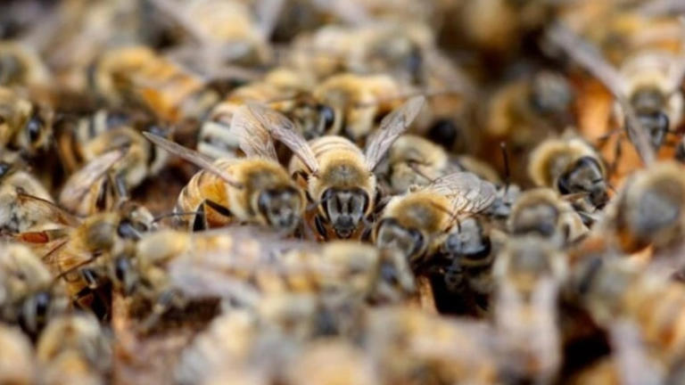 Honey bee venom shows promise against breast cancer cells in laboratory ...