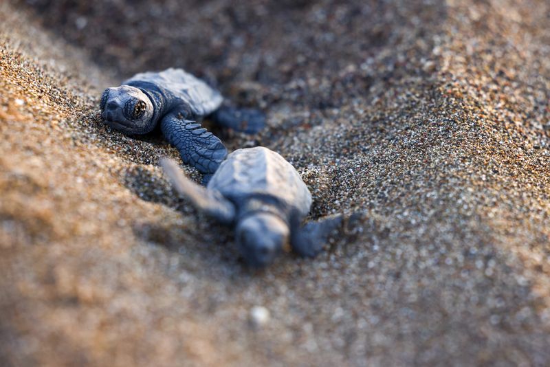 Turtles offer early warning from a warming Mediterranean ahead of COP31