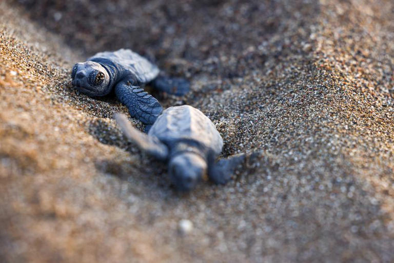 Turtles offer early warning from a warming Mediterranean ahead of COP31