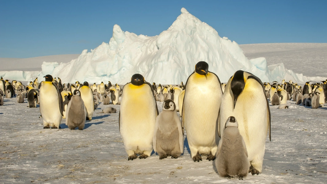 6 powerful nature documentaries to watch