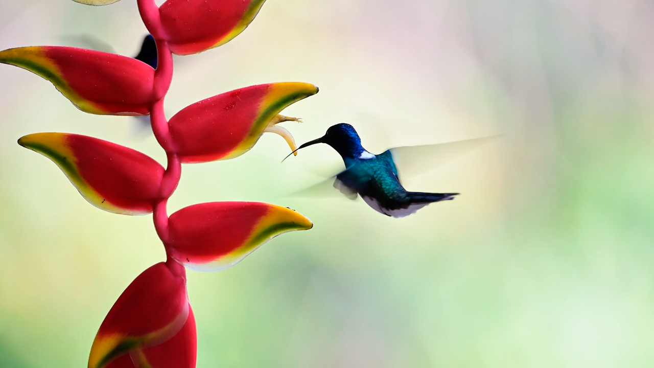 I captured these incredible and fascinating hummingbird moments on camera