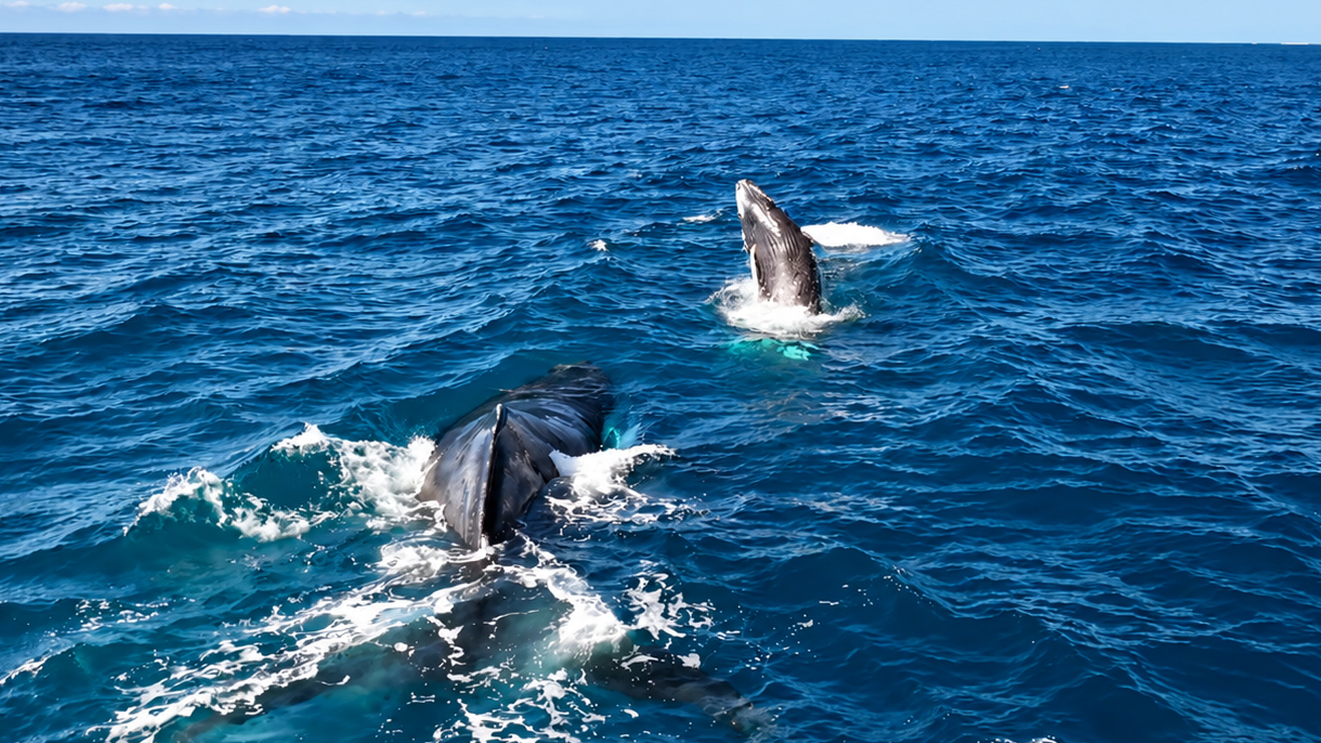 Majestic humpback whales breaching in the crystal clear waters of Hawaii