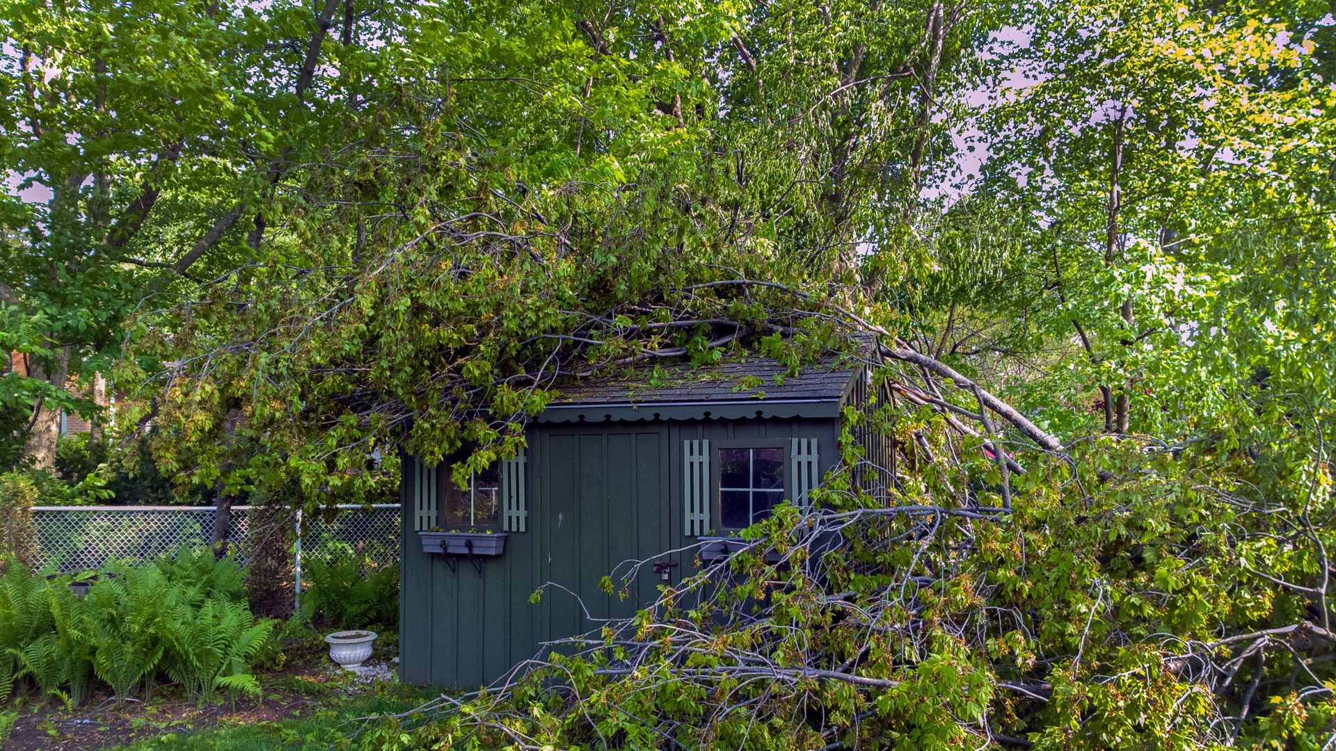 My neighbor's tree is damaging my property — what can I do? Here’s what ...