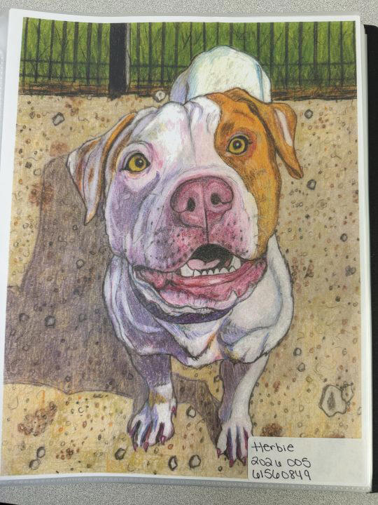 Incarcerated people draw adoptable dogs for Franklin County Dog Shelter ...