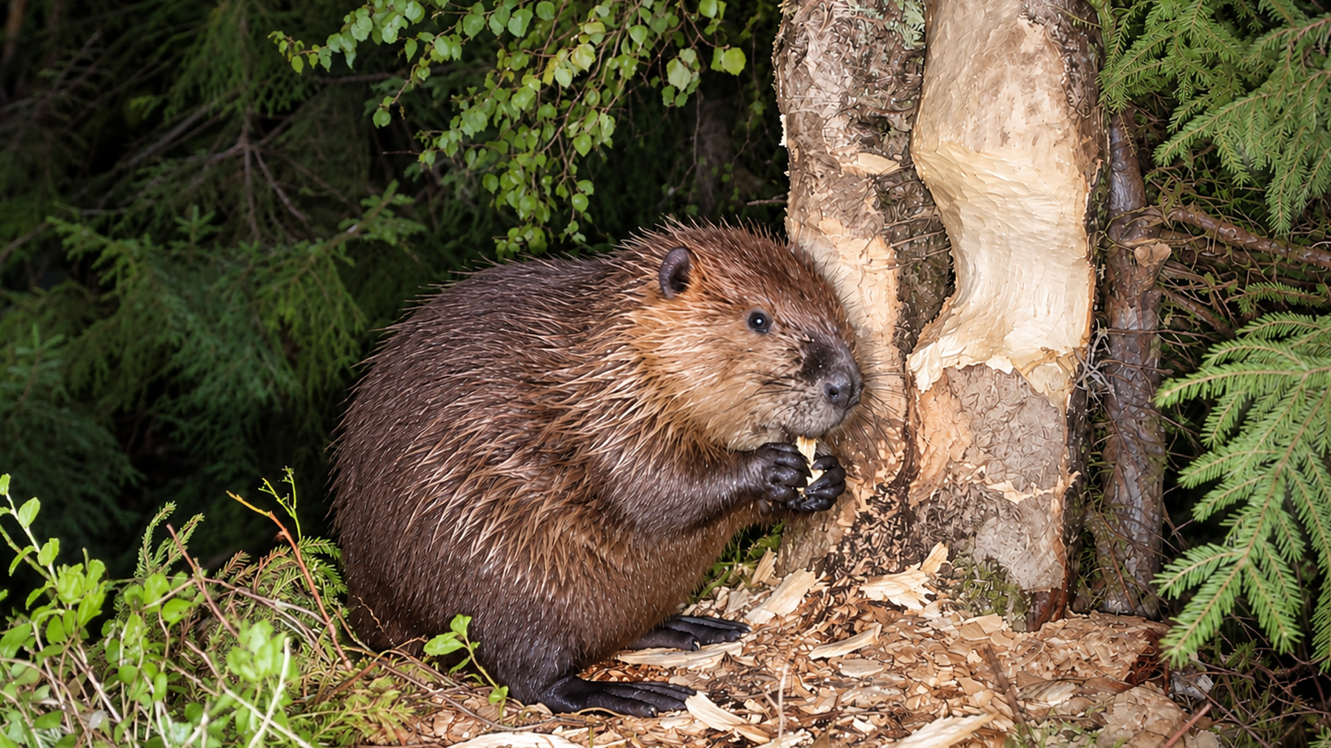 After dark this beaver turned one birch tree into a feeding site