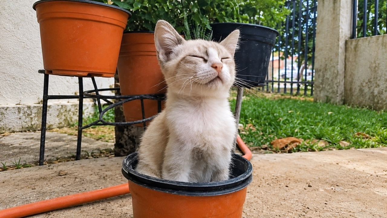 5 cats that turn ordinary household moments into comedy