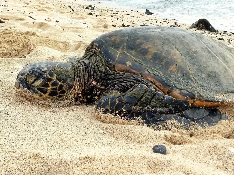 Fear of snorkeling: How instructors in Hawaii help anxious swimmers get ...