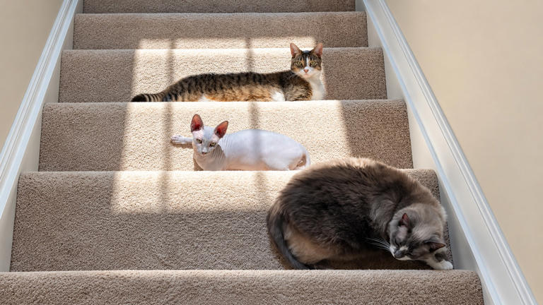 5 perfectly timed photos that make ordinary moments look unusual