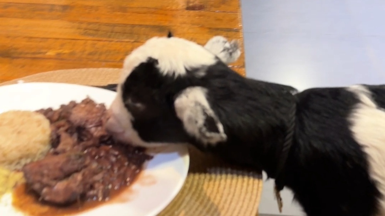 Baby goat leaps on chair to sample food off dining table