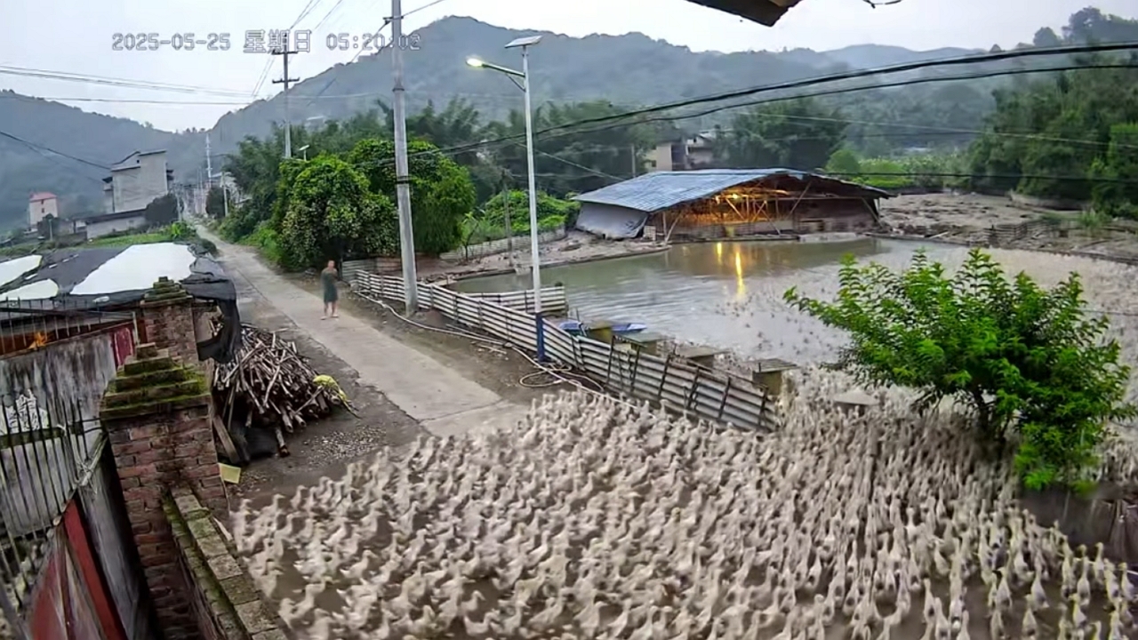 Ducks gather in impressive numbers at a pond in Fujian, China