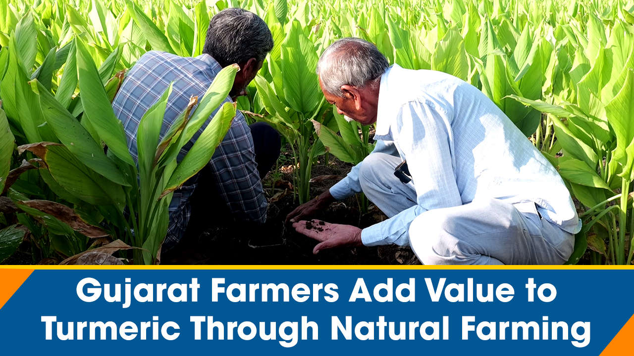 Gujarat farmers add value to turmeric through natural farming
