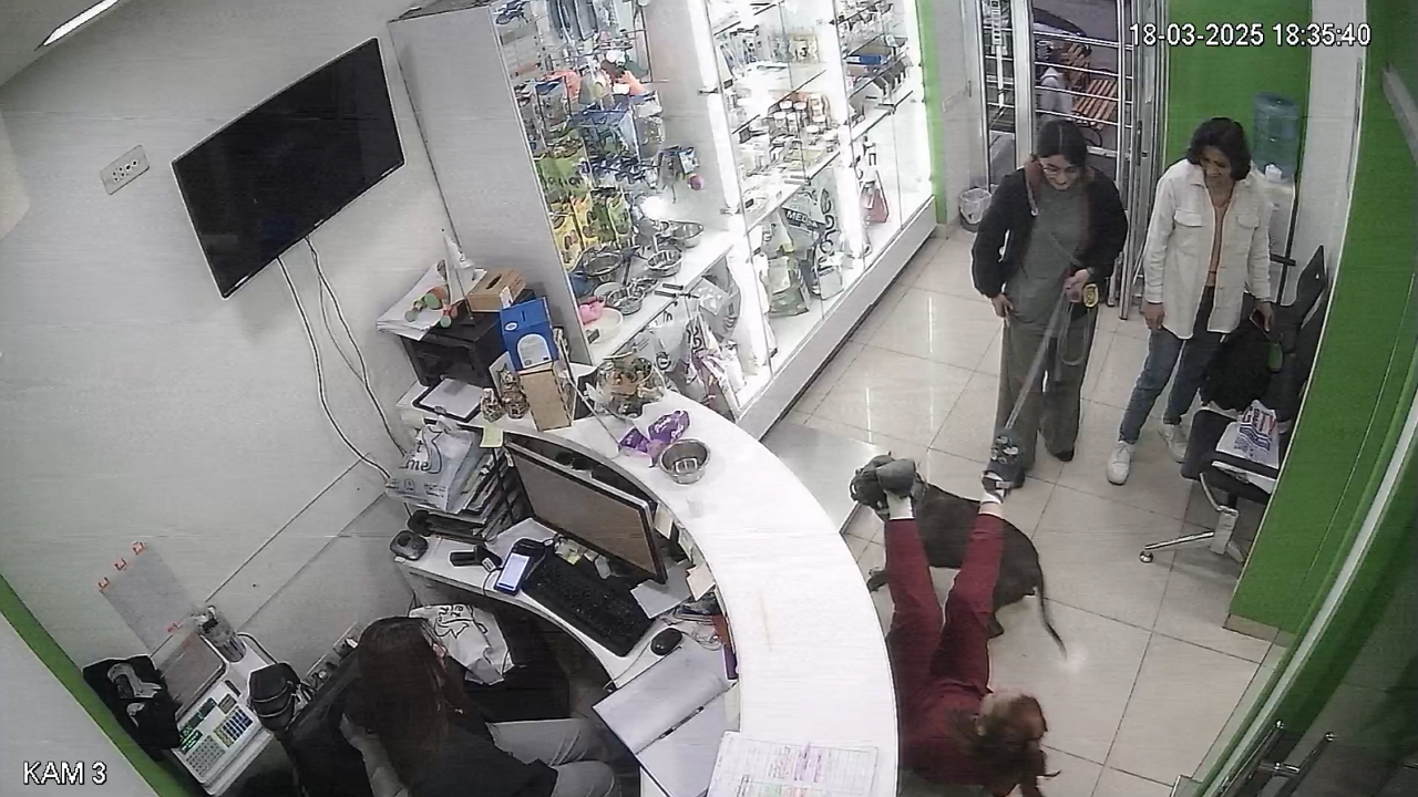 Playful dog causes a stir during vet check-up in Yerevan, Armenia
