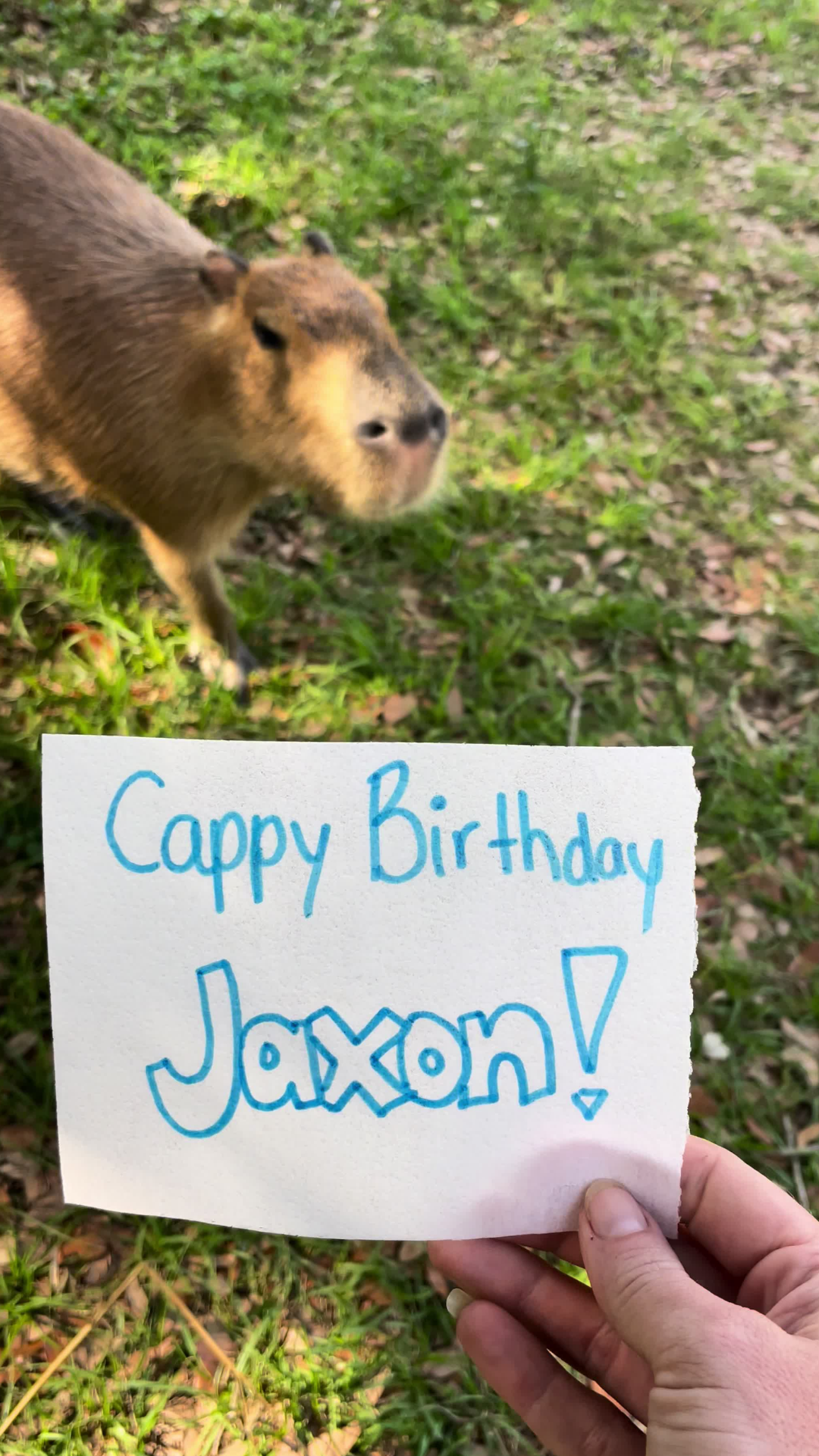 A birthday surprise makes Pumpkin the capybara’s day