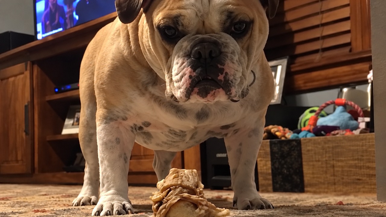 This lizard tried to challenge a bulldog - but it didn't end well