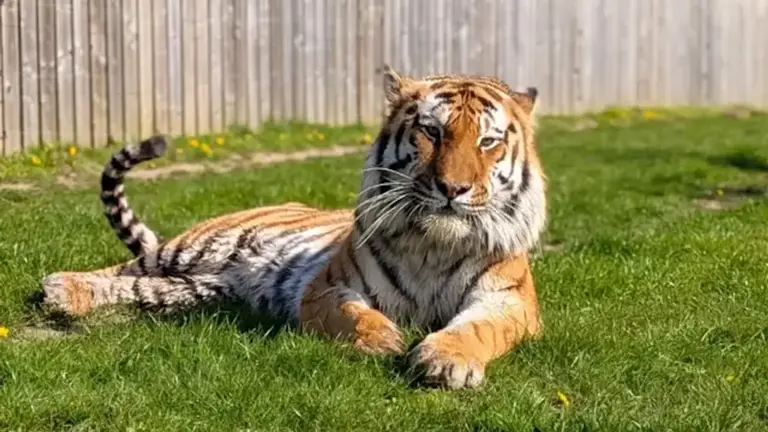 Tiger that killed William Chapman is pictured for first time and shown ...