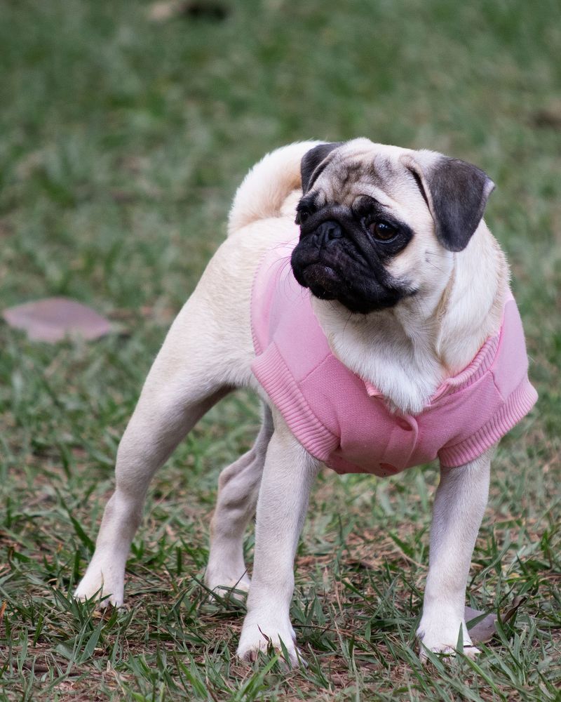 11 dogs whose dramatic expressions can make even a blurry photo ...
