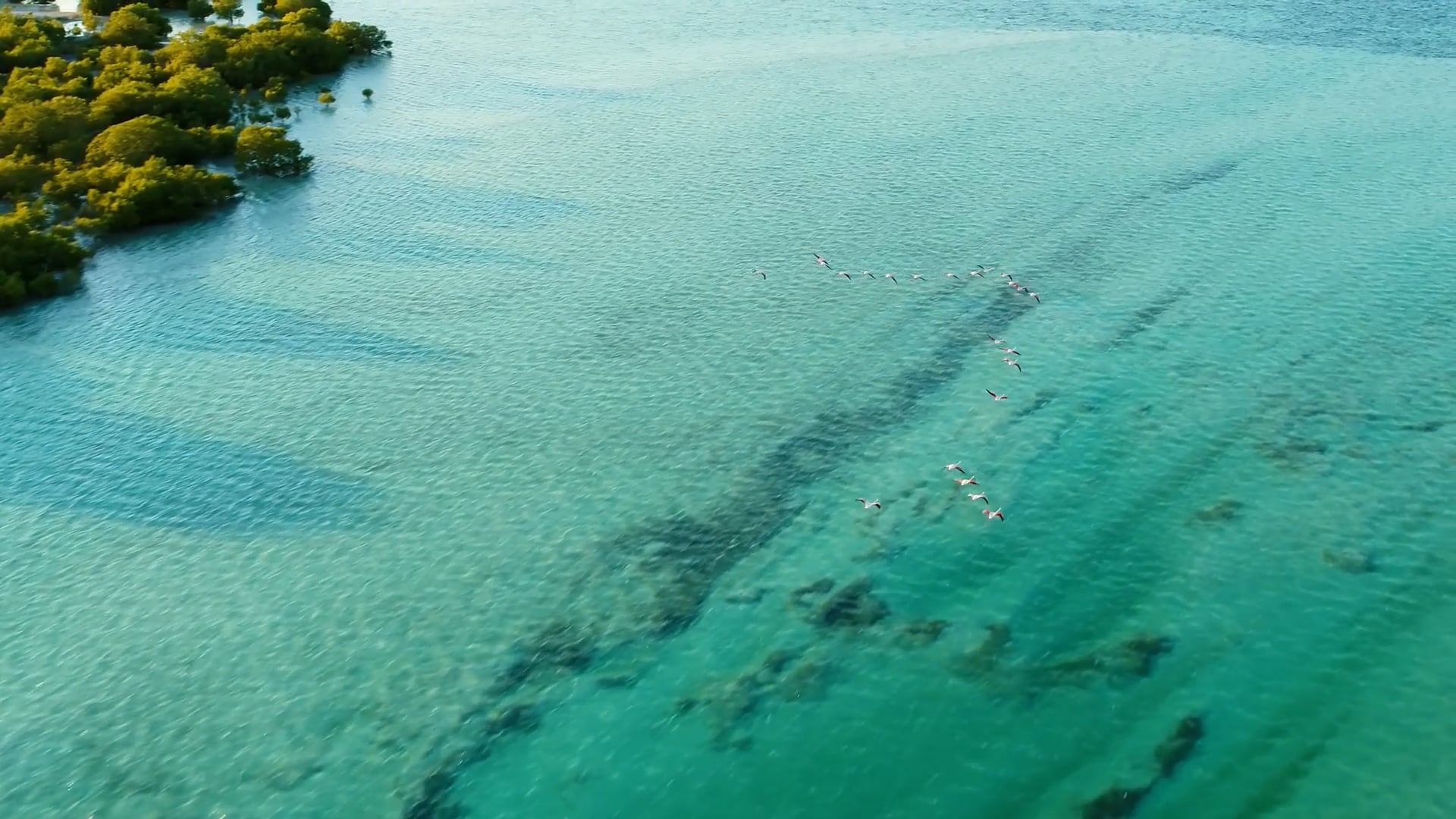 Exploring the serenity of Jubail Mangrove Park through a drone's lens