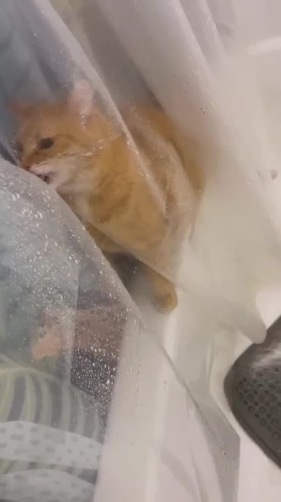 Orange cat tries to bite water behind shower curtain