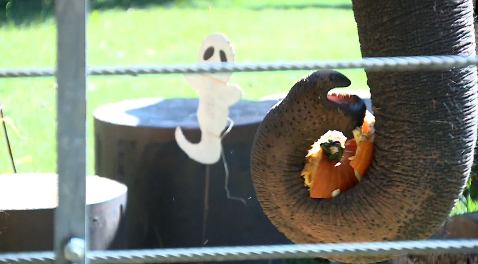 Elephants, tigers, and more to take part in OKC Zoo's popular fall event