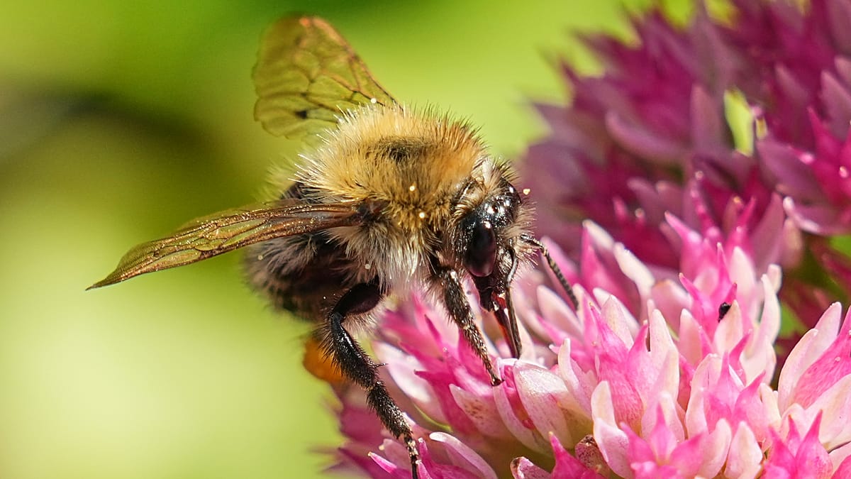 Afrique du Sud : un père et son fils sauvent des colonies d’abeilles ...