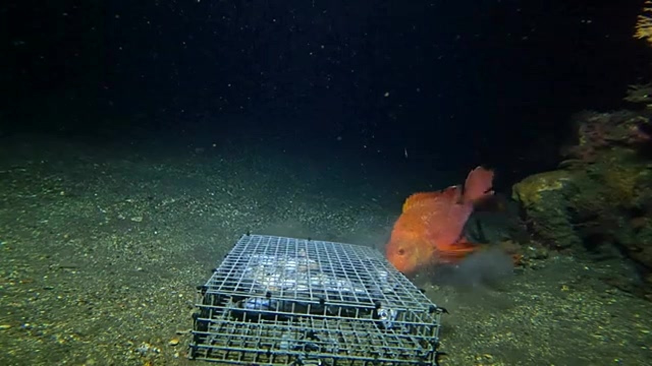 A GoPro drops onto a deep shipwreck at midnight and a fish finds it