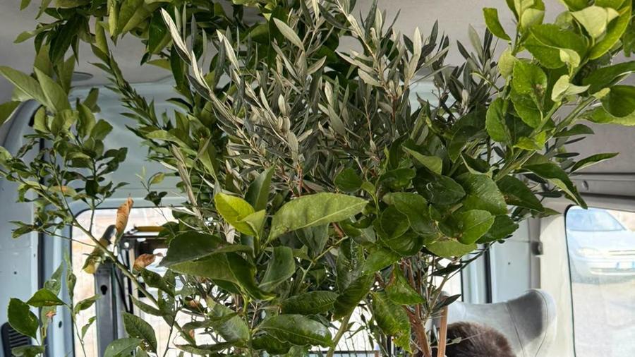 Quartucciu, i ragazzi di Diversamente piantano alberi a Mariposa de Cardu