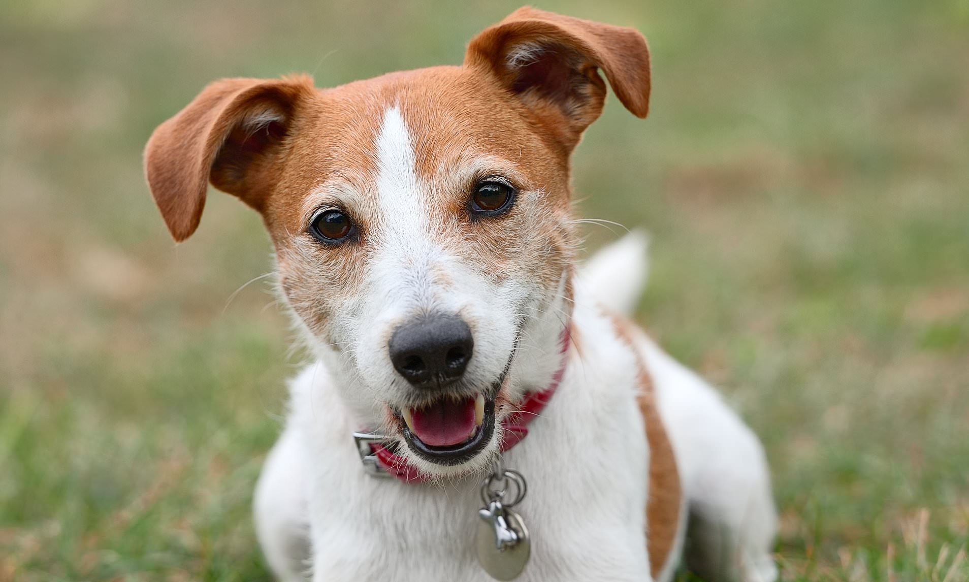 Britain's top 20 pet names revealed - so, did your furry friend make ...