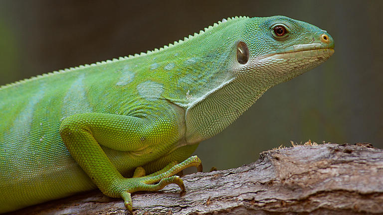 Legal gaps allow rampant pet trade, poaching reptiles and amphibians ...