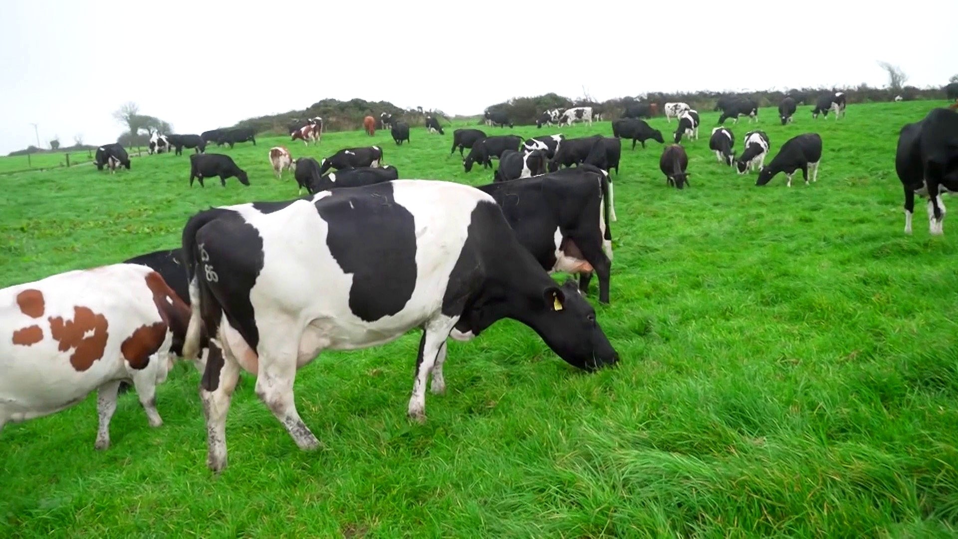 TODAY's Al Roker visits a traditional Irish dairy farm