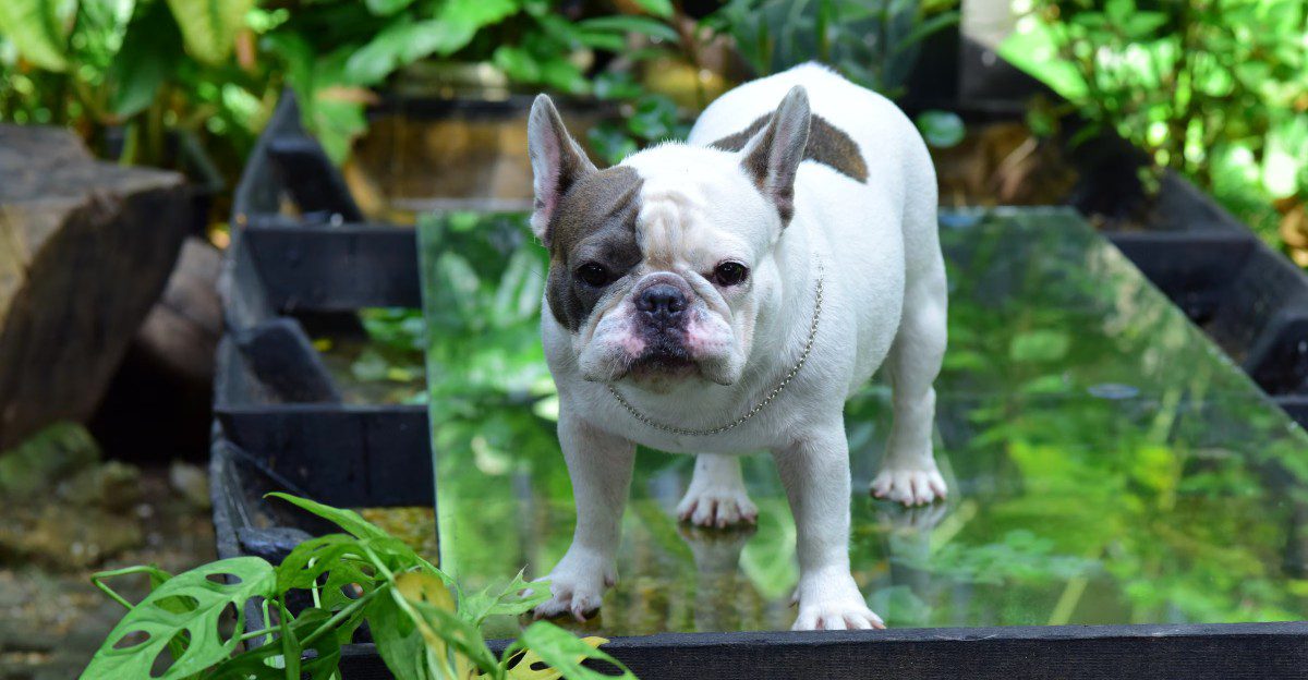 11 dogs whose dramatic expressions can make even a blurry photo ...