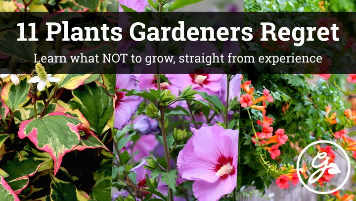 11 plants gardeners regret planting