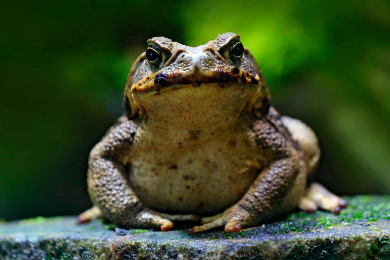 Harry Potter creatures that could pass for muggle animals