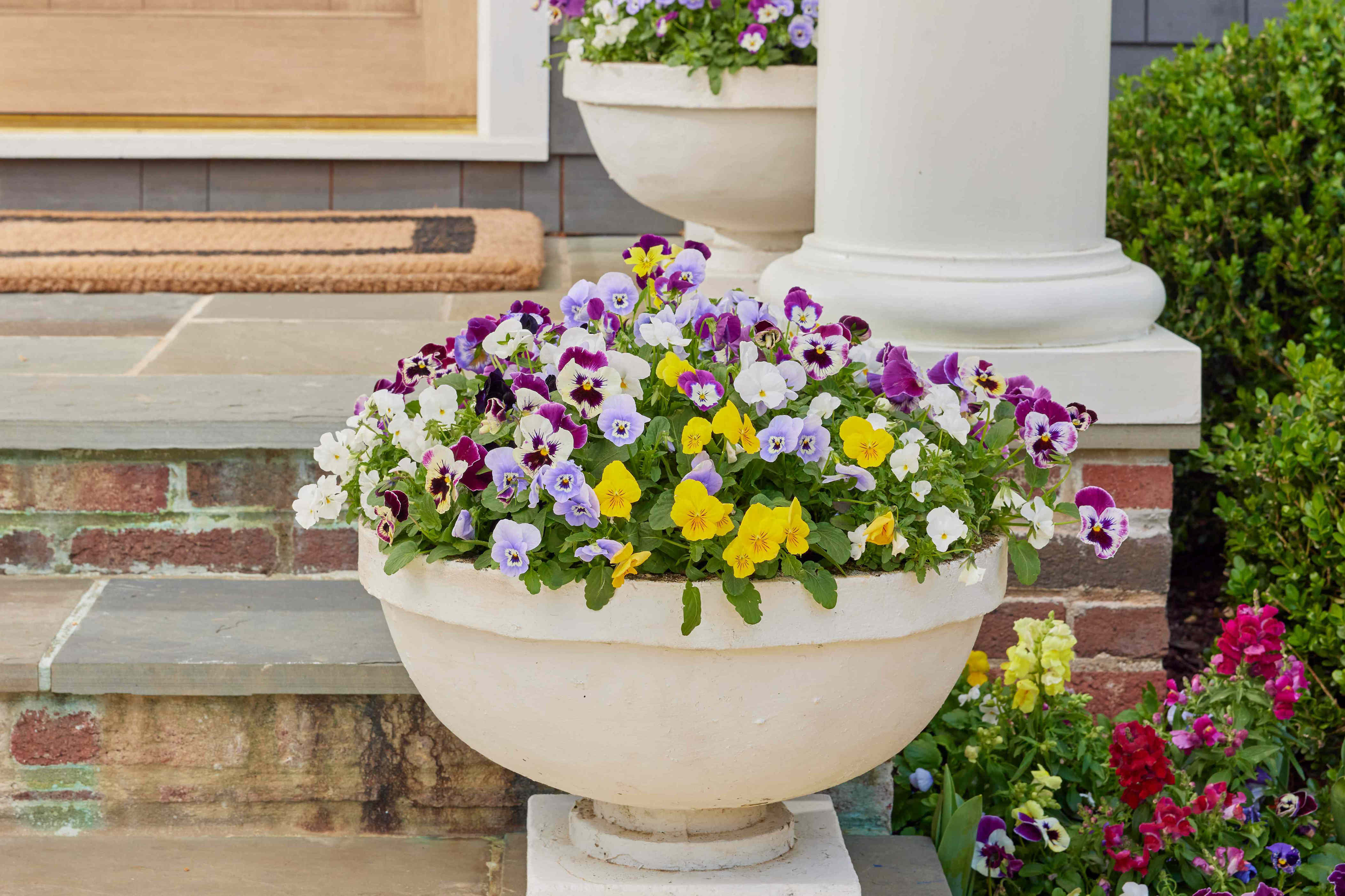 How often to water pansies for vibrant fall color