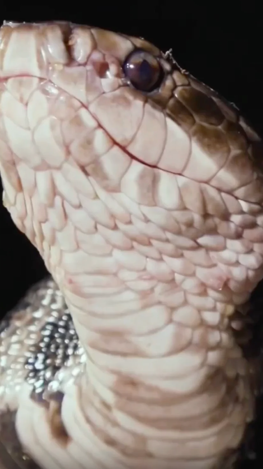 Why the water moccasin is one of America’s most feared snakes