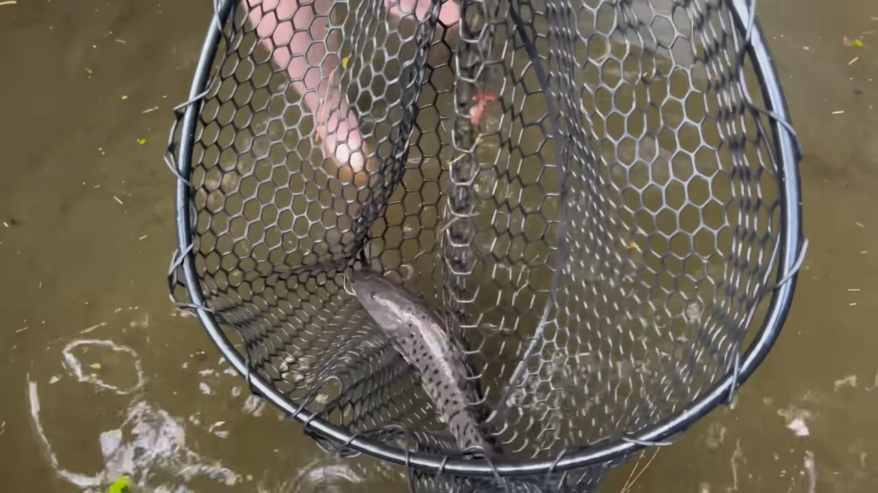 Months of adding fish to a backyard pond ended with three coolers full ...