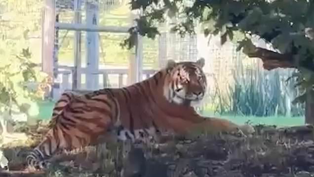Altai the tiger plays up to the cameras after Yorkshire Wildlife Park ...